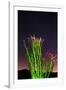 Ocotillo under the Milky Way, Anza-Borrego Desert State Park, California, USA-Russ Bishop-Framed Photographic Print