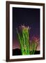 Ocotillo under the Milky Way, Anza-Borrego Desert State Park, California, USA-Russ Bishop-Framed Photographic Print