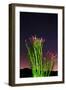 Ocotillo under the Milky Way, Anza-Borrego Desert State Park, California, USA-Russ Bishop-Framed Photographic Print