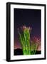 Ocotillo under the Milky Way, Anza-Borrego Desert State Park, California, USA-Russ Bishop-Framed Photographic Print