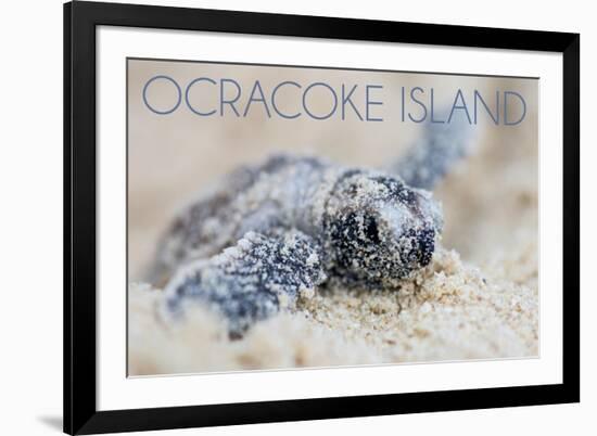 Ocracoke Island, North Carolina - Hawksbill Turtle Hatching-Lantern Press-Framed Art Print