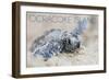 Ocracoke Island, North Carolina - Hawksbill Turtle Hatching-Lantern Press-Framed Art Print