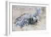 Ocracoke Island, North Carolina - Hawksbill Turtle Hatching-Lantern Press-Framed Art Print