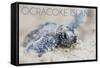 Ocracoke Island, North Carolina - Hawksbill Turtle Hatching-Lantern Press-Framed Stretched Canvas