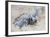 Ocracoke Island, North Carolina - Hawksbill Turtle Hatching-Lantern Press-Framed Art Print
