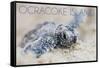 Ocracoke Island, North Carolina - Hawksbill Turtle Hatching-Lantern Press-Framed Stretched Canvas