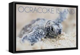 Ocracoke Island, North Carolina - Hawksbill Turtle Hatching-Lantern Press-Framed Stretched Canvas