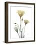 Ocre Bloom 1-Albert Koetsier-Framed Photographic Print