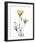 Ocre Bloom 1-Albert Koetsier-Framed Photographic Print