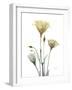 Ocre Bloom 1-Albert Koetsier-Framed Photographic Print