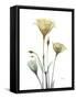 Ocre Bloom 1-Albert Koetsier-Framed Stretched Canvas