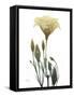 Ocre Bloom 2-Albert Koetsier-Framed Stretched Canvas