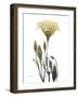 Ocre Bloom 2-Albert Koetsier-Framed Art Print