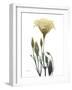 Ocre Bloom 2-Albert Koetsier-Framed Art Print