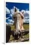 OCTOBER 1, 2016 - Close up horse snoot, near Ridgway, Colorado - just off Log Hill-null-Framed Photographic Print