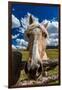 OCTOBER 1, 2016 - Close up horse snoot, near Ridgway, Colorado - just off Log Hill-null-Framed Photographic Print