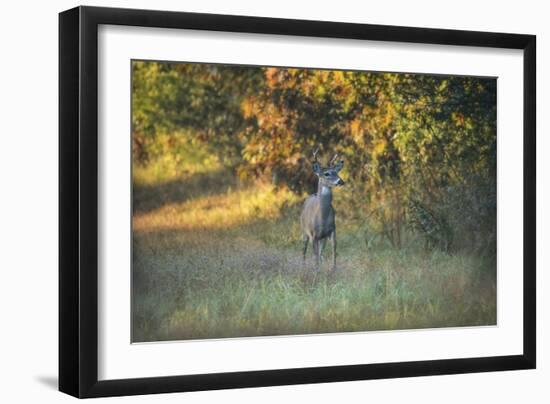 October Buck-Jai Johnson-Framed Premium Giclee Print