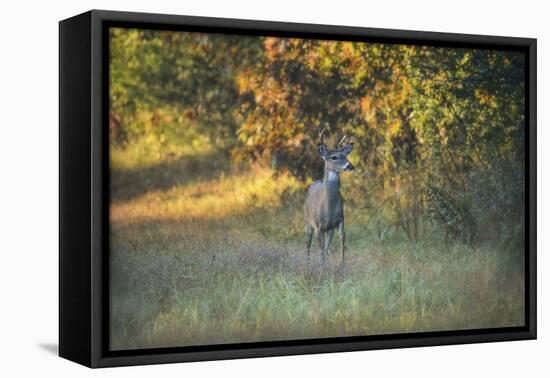 October Buck-Jai Johnson-Framed Stretched Canvas