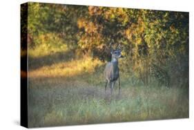 October Buck-Jai Johnson-Stretched Canvas