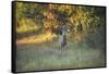 October Buck-Jai Johnson-Framed Stretched Canvas