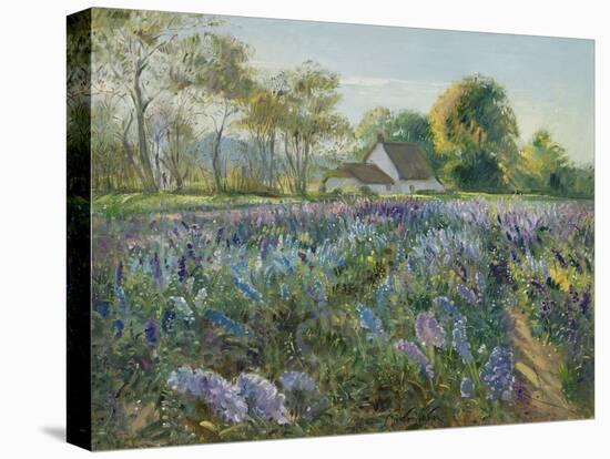 October Delphiniums-Timothy Easton-Stretched Canvas