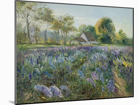 October Delphiniums-Timothy Easton-Mounted Giclee Print