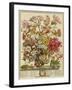 October, from 'twelve Months of Flowers' by Robert Furber (C.1674-1756) Engraved by Henry Fletcher-Pieter Casteels-Framed Giclee Print