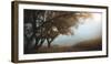 October Morning-Nicu Hoandra-Framed Photographic Print