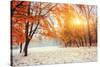 October Mountain Beech Forest with First Winter Snow-standret-Stretched Canvas