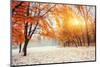 October Mountain Beech Forest with First Winter Snow-standret-Mounted Photographic Print