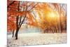 October Mountain Beech Forest with First Winter Snow-standret-Mounted Photographic Print