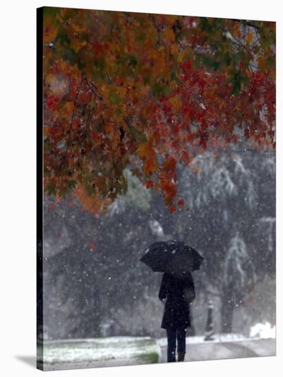 October Snow-Jacqueline Larma-Stretched Canvas