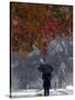 October Snow-Jacqueline Larma-Stretched Canvas