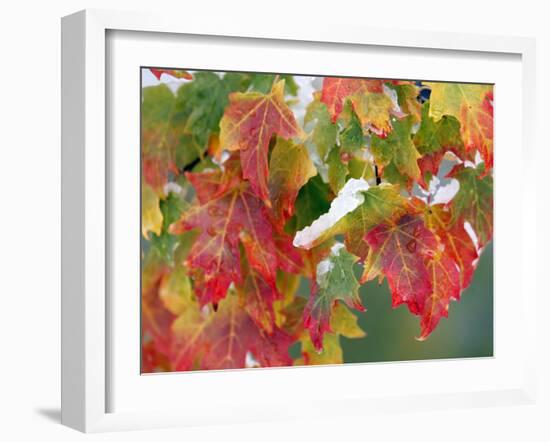 October Snow-Michael Dwyer-Framed Premium Photographic Print