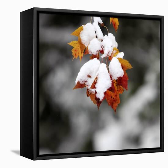 October Snow-Pat Wellenbach-Framed Stretched Canvas