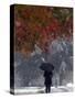 October Snow-Jacqueline Larma-Stretched Canvas