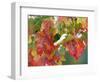 October Snow-Michael Dwyer-Framed Photographic Print