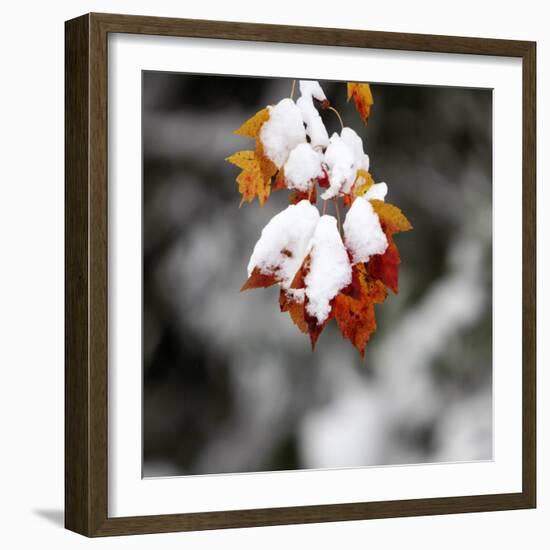 October Snow-Pat Wellenbach-Framed Photographic Print