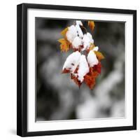 October Snow-Pat Wellenbach-Framed Photographic Print