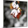 October Snow-Pat Wellenbach-Mounted Photographic Print