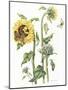 October Sunflower-Janneke Brinkman-Salentijn-Mounted Giclee Print