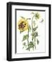 October Sunflower-Janneke Brinkman-Salentijn-Framed Giclee Print