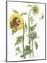 October Sunflower-Janneke Brinkman-Salentijn-Mounted Giclee Print