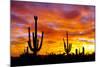 October Sunset-Douglas Taylor-Mounted Premium Photographic Print