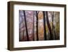 October Trees-Kelly Sinclair-Framed Photographic Print