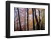 October Trees-Kelly Sinclair-Framed Photographic Print