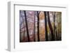 October Trees-Kelly Sinclair-Framed Photographic Print