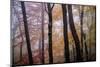 October Trees-Kelly Sinclair-Mounted Photographic Print