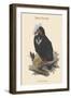 Octogyps Calvus - Black Vulture-John Gould-Framed Art Print