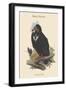 Octogyps Calvus - Black Vulture-John Gould-Framed Art Print